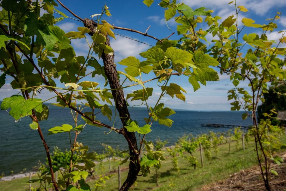 Finger Lakes Wine Country, NY