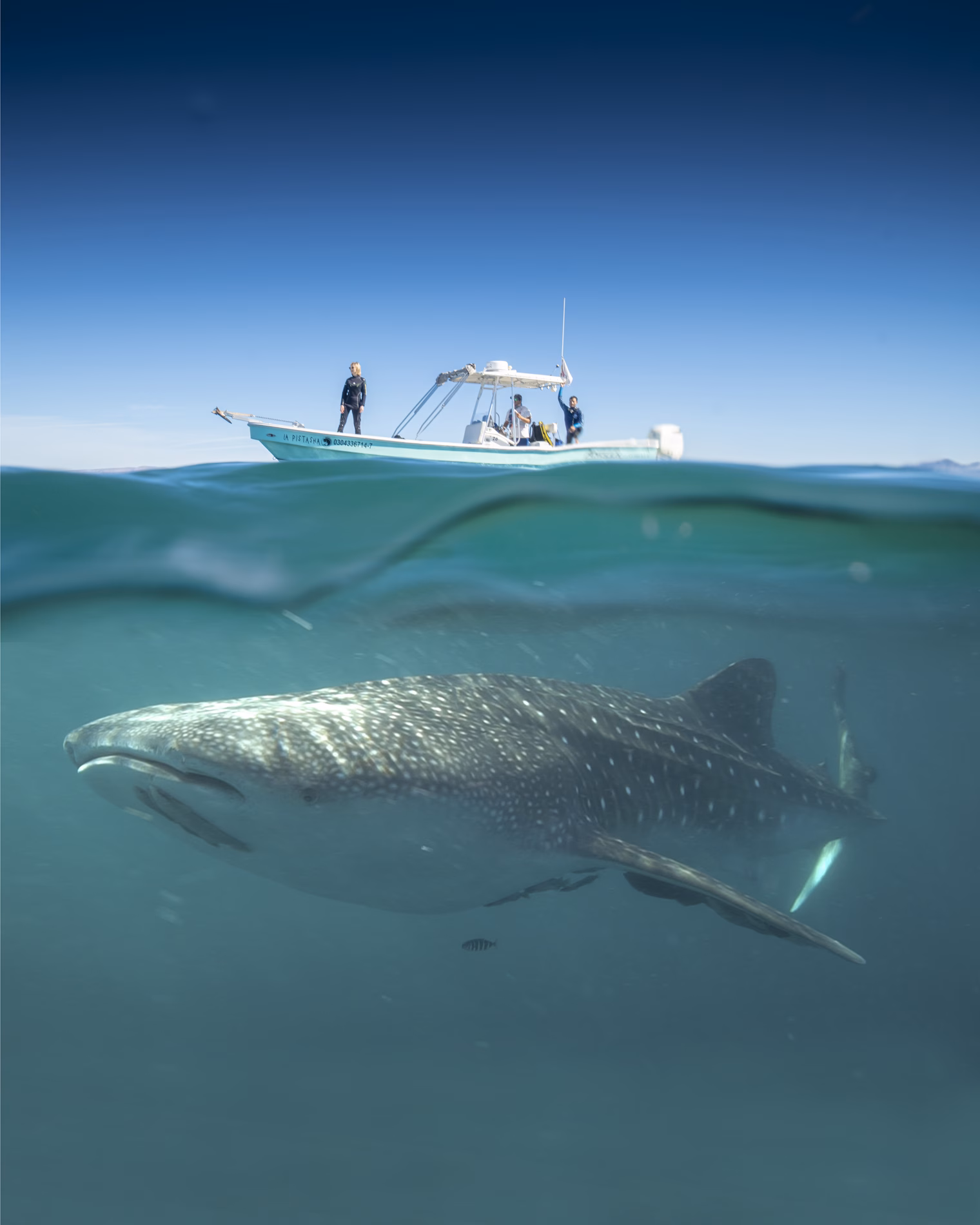 Sponsor Spotlight: Discover the Authentic Side of Mexico with La Paz Tour Tiburon Ballena FITUPAZ